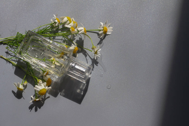 A bottle of perfume or chamomile herbal oil on a gray background with chamomile flowers. - Fotografie, Obrázek