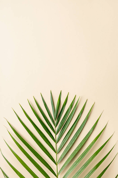 Tropical palm leaves on color background. Summer concept. - Foto, Imagen