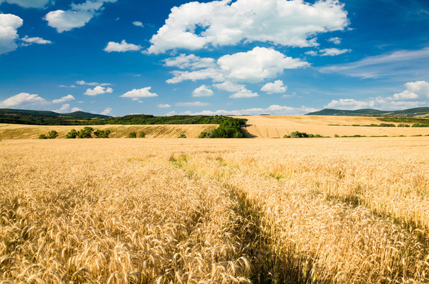 Wheat land - Photo, Image