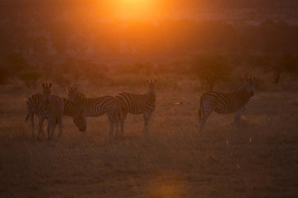 Akşam güneşi arka plan ışıkları ovaları zebra sürüsü, quagga ekseni, savananın üzerinde duruyor. - Fotoğraf, Görsel