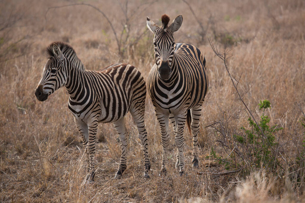 vista delle zebre nel parco nazionale, Africa - Foto, immagini