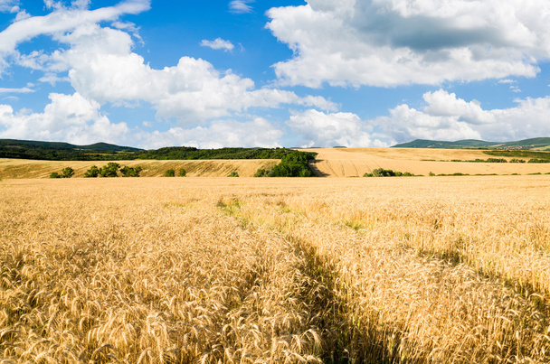 小麦の土地 - 写真・画像