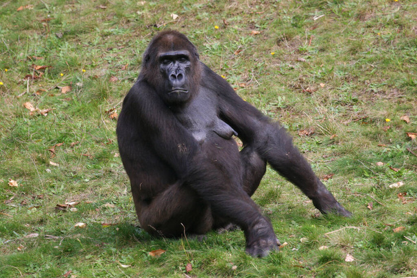 lindo gorila en zoológico - Foto, imagen