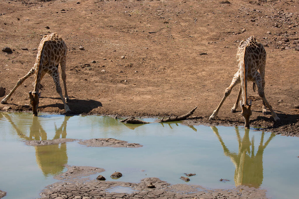view of giraffe in wildlife, Africa - Photo, Image