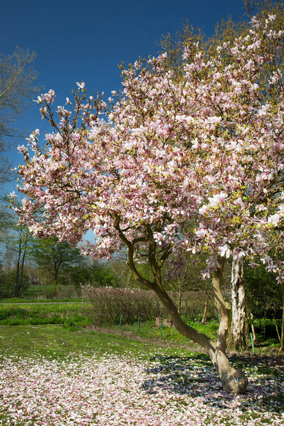 квіти магнолії, блюдце магнолії, в садовому парку в повному розквіті на початку весняного сезону
 - Фото, зображення