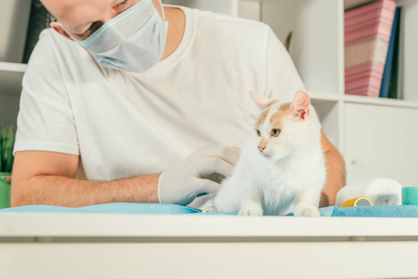 Ветеринар-мужчина в перчатках и футболках держит белого и рыжего котенка и проводит медицинское обследование на столе - Фото, изображение