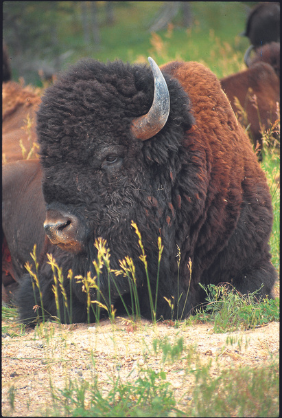 bison in the wild - Photo, Image