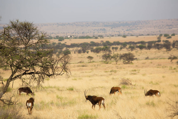 soopelilauma, Hippotragus niger, laiduntaminen ja kävely savannilla - Valokuva, kuva