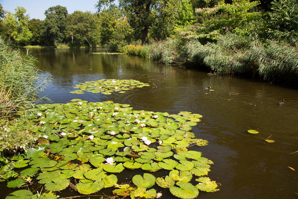 прекрасный вид на озеро с цветами лотоса - Фото, изображение