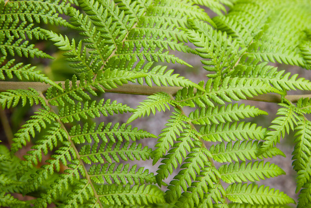 green fern leaves, close up shot - Photo, Image
