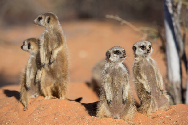 Family or mob of meerkat or suricate, Suricata suricatta, on watch on the red sand of the Kalahari Desert - Photo, Image