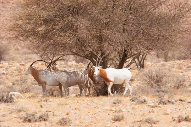 κοπάδι από σίμιταρ κερασφόρο ρίγη, Oryx dammah, περπατώντας κάτω από τις φοβίες τρίβει στην έρημο Σαχάρα - Φωτογραφία, εικόνα
