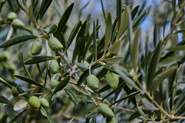 Olea europaea olive tree green immature fruits close up - Foto, immagini