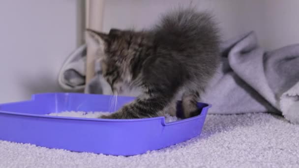 Een klein grijs katje rommelt in een silicagel vulling in een kattenbak. - Video