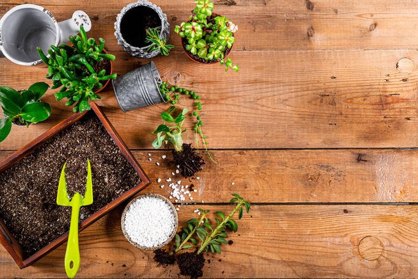 Transplanting home plants into pots, top view. Succulent care concept on the wooden background free space for text. High quality photo - Foto, afbeelding