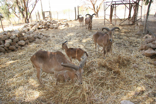 Flock of Barbary sheep, Ammotragus lervia, kept in quarantine in an enclosure to reintroduce into the wild again - Photo, Image