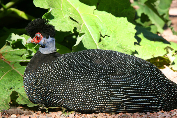 helmeted guinea fowl, Numida meleagris, walking on the grass field and near the bushes - Photo, Image