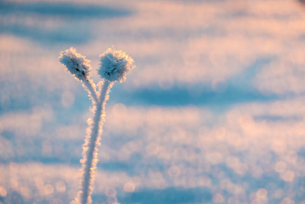 Mrożona trawa stojąca w śniegu podczas zachodu słońca w zimie, naturalne tło Zimowe gałązki śniegu drzewa na błękitnym tle nieba. bardzo piękna i malownicza przyroda w zimie. Gałąź z płatkami śniegu w zimie - Zdjęcie, obraz