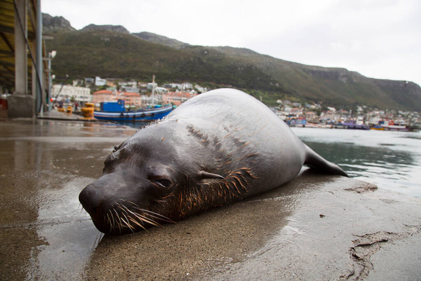 Foca bruna o foca del Capo (leone marino), Arctocephalus pusillus, adagiata sulla banchina di un porto peschereccio - Foto, immagini