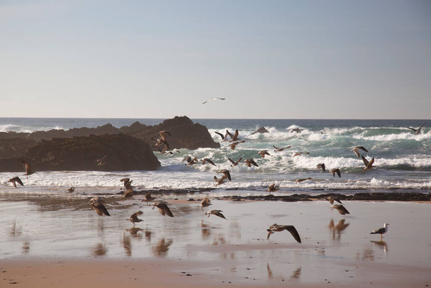 gaviotas en la playa en la orilla del mar - Foto, imagen