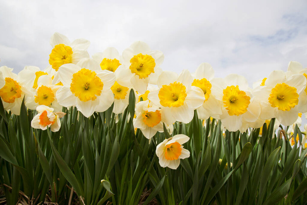 hermosos narcisos amarillos en el jardín  - Foto, Imagen