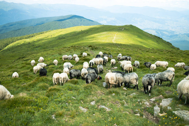 Стадо белых овец в горах. Красивый вид на горы. - Фото, изображение