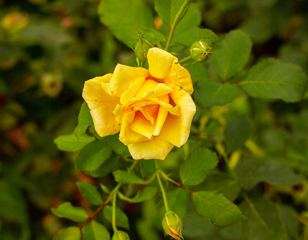 Ένα κίτρινο τριαντάφυλλο στον κήπο με τα τριαντάφυλλα - Φωτογραφία, εικόνα