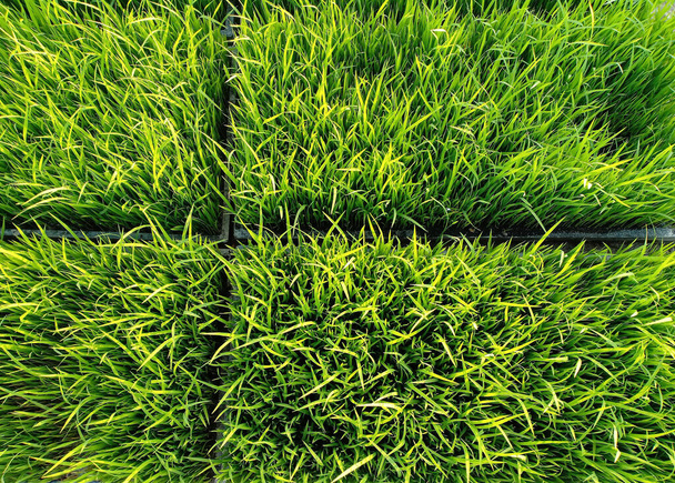 Κοντινό πλάνο του φυτωρίου πράσινου ρυζιού ως φυτωρίου με υφή υποβάθρου. - Φωτογραφία, εικόνα