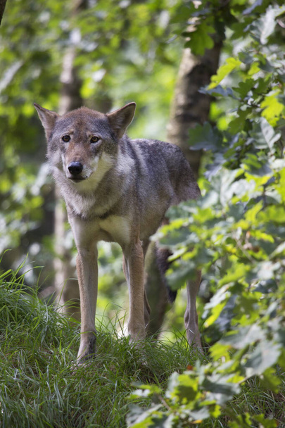 Eurásia ou lobo comum, Canis lupus, observando e caminhando pela floresta - Foto, Imagem