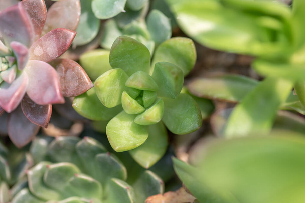 All kinds of small and lovely succulent plants - Φωτογραφία, εικόνα