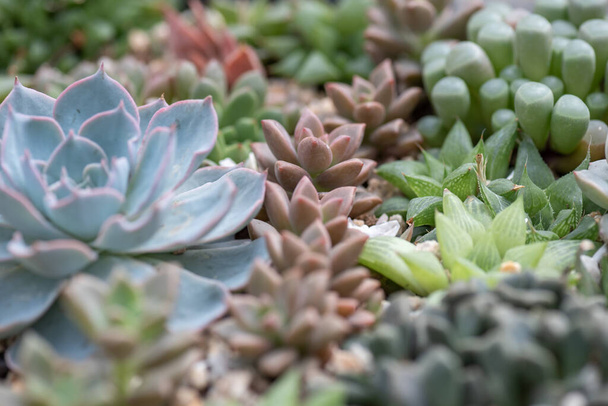 All kinds of small and lovely succulent plants - Foto, imagen