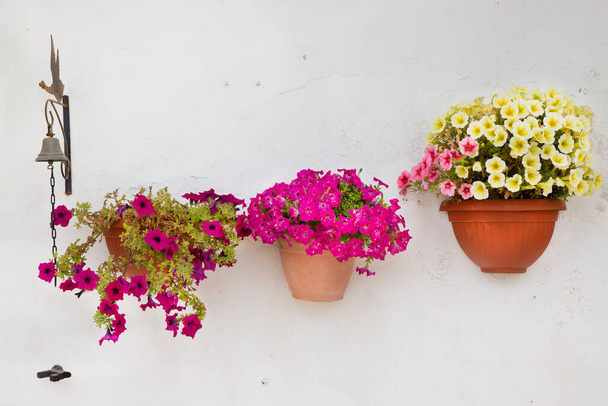kaunis värikäs kukkia ruukkuihin - Valokuva, kuva