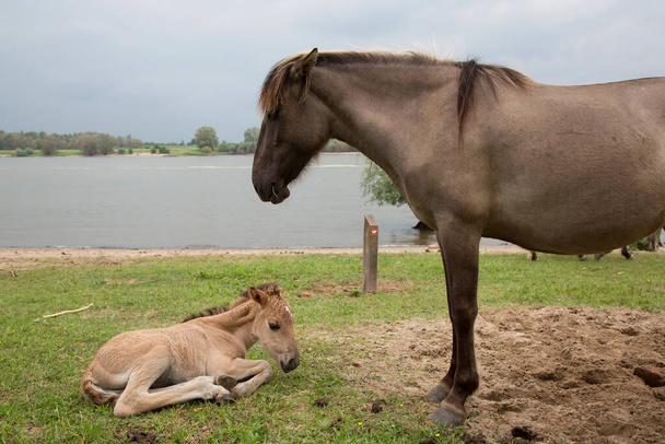 szabadon kószáló vad Konik lovak a folyó partvonalán és gátjainál, a csikós kanca anyai szeretete - Fotó, kép