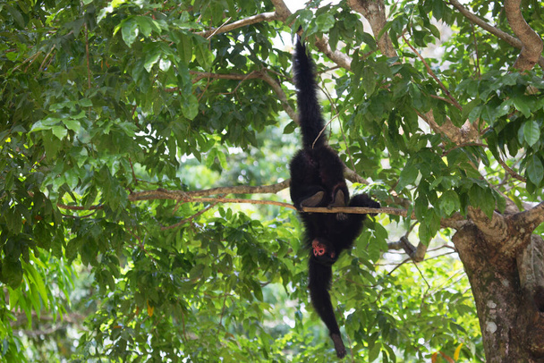 Affe im Dschungel, natürlicher Lebensraum  - Foto, Bild
