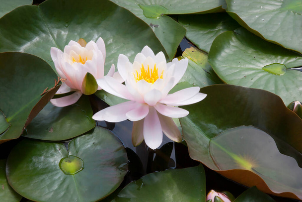 blooming lotus flowers and leaves on water - Фото, изображение