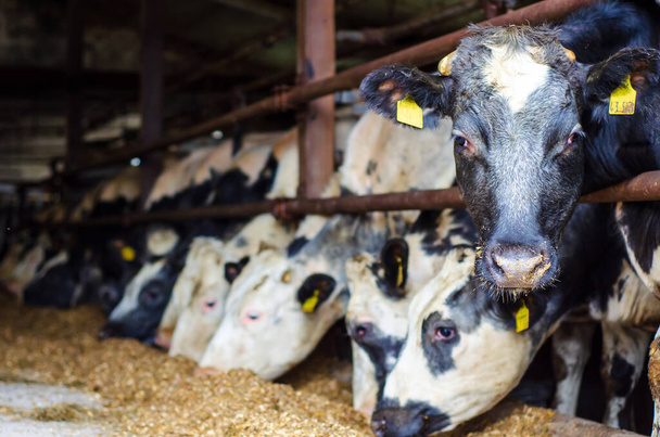 Cows in a stall barn. Cow on dairy farm eating hay. - 写真・画像