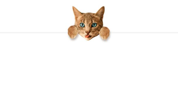 drôle tabby brun chat animal suspendu sur vide cadre de modèle de bannière web isolé sur fond blanc avec de l'espace pour le texte. - Photo, image