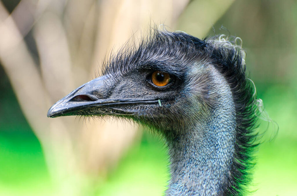 emu (Dromaius novaehollandiae) je druhý největší živý pták podle výšky, po jeho ratite relativní, pštros. - Fotografie, Obrázek