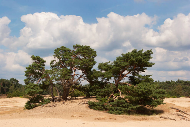 пейзаж з великою кількістю сухих дерев у пустелі
 - Фото, зображення