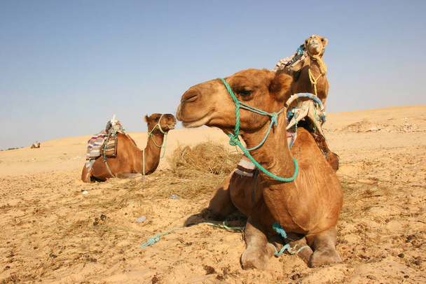 Тяжелое чудовище Дромадар, Камелус Дромедарий, делает свою транспортную работу в пустыне Сахара - Фото, изображение