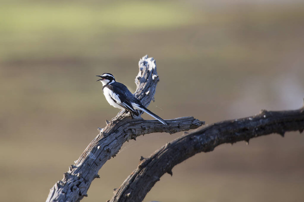 a bird on a branch of a tree - Фото, изображение