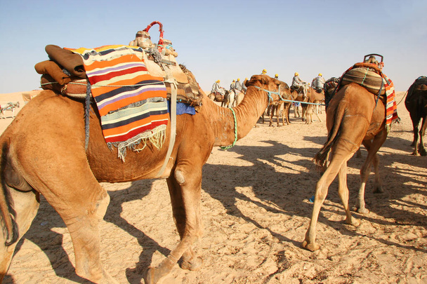 Bestia ciężaru Dromedary, Camelus dromedarius, wykonuje swoją pracę transportową na Saharze - Zdjęcie, obraz