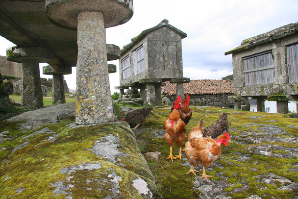 gallinas de campo libre en el pueblo rural de montaña en busca de alimentos entre antiguos graneros de trigo o maíz en zancos - Foto, imagen