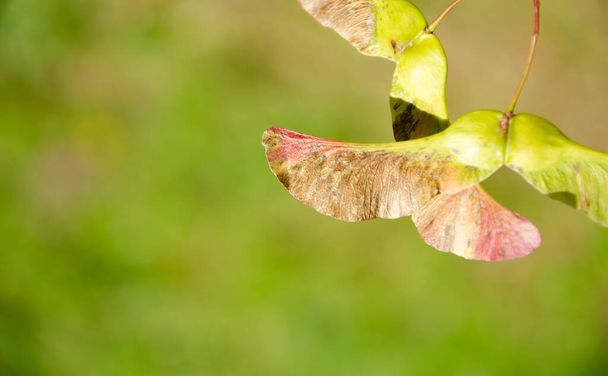 Текстура поверхности кленовых семян на размытом зеленом фоне. Зелено-розовый биплан - плод кленового дерева с копировальным пространством. Осенний фон темы. - Фото, изображение
