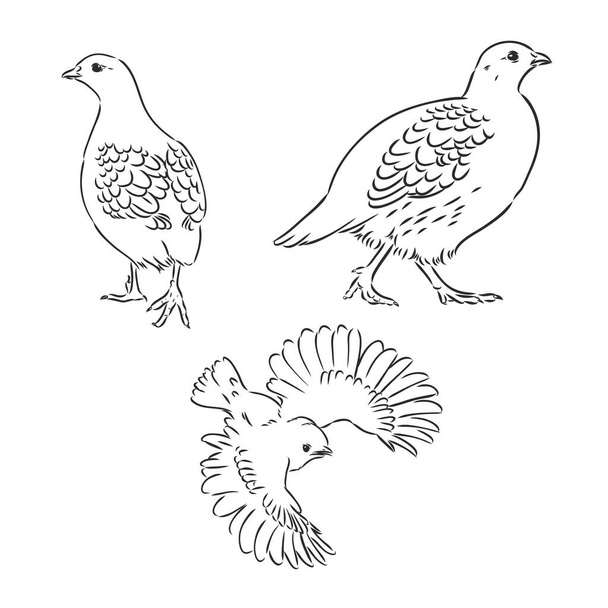 koroptve, tetřívek kreslit ptáky ve vesnici, drůbež - Vektor, obrázek