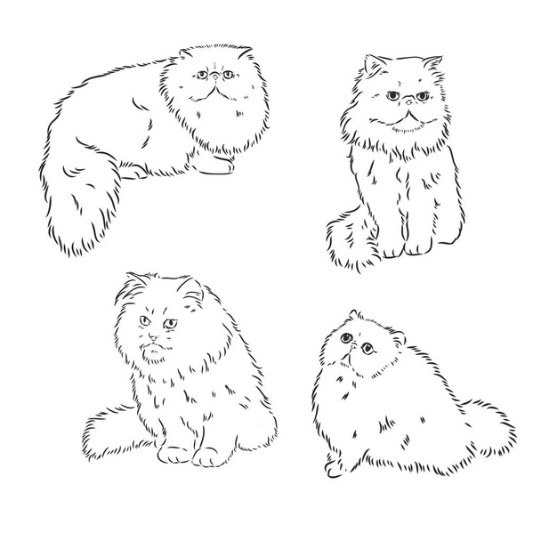 Vector Sketch Persian Cat persian cat vector - Vector, Image