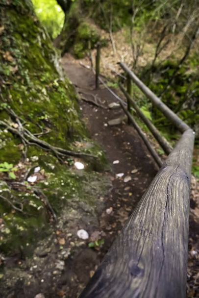 Detalle del camino en el bosque con barandillas de madera para peatones - Foto, Imagen