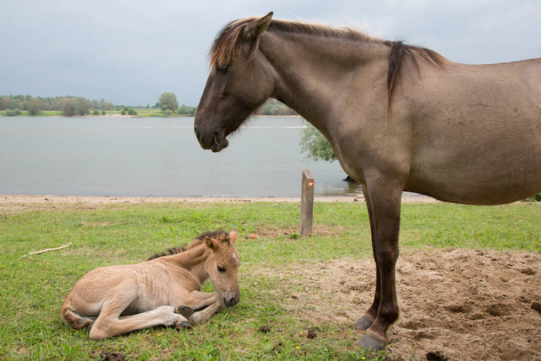 volně se potulující divoké koně Konik podél říčního břehu a hrází, mateřská láska ke klisně s hříbaty - Fotografie, Obrázek