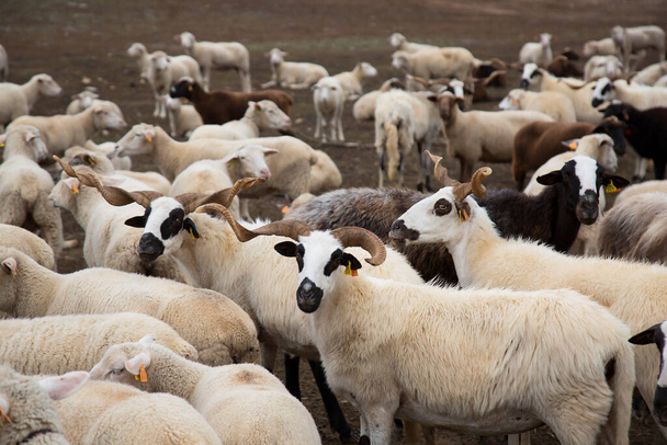 овцы пастбища на ферме - Фото, изображение