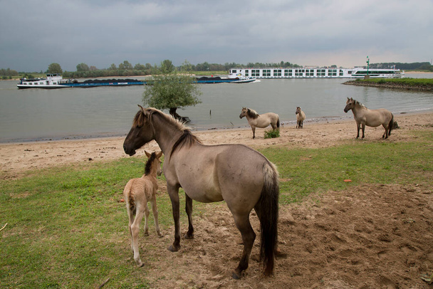 kudde vrij rondtrekkende wilde Konik paarden langs de rivieroever en de dijken van Nederland - Foto, afbeelding